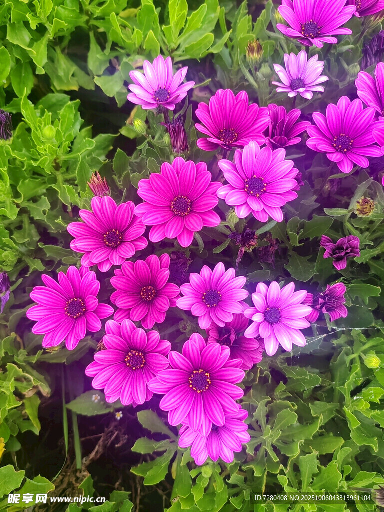 艳丽粉色花朵绽放绿叶间
