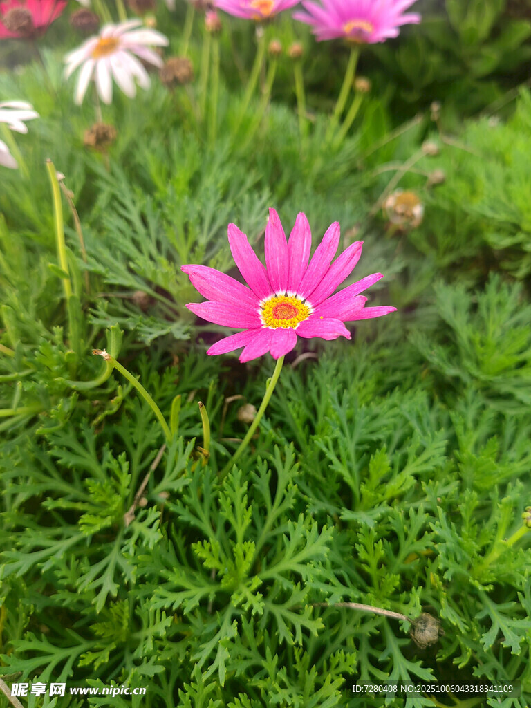 粉色雏菊绽放于绿丛中