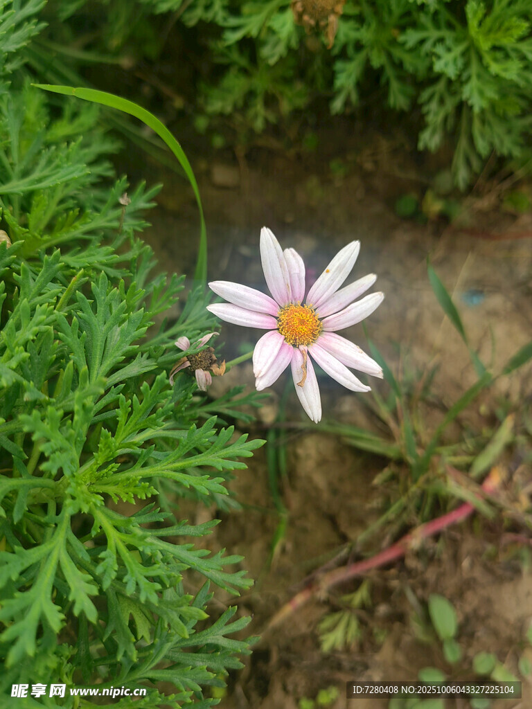草丛中的素雅小白花