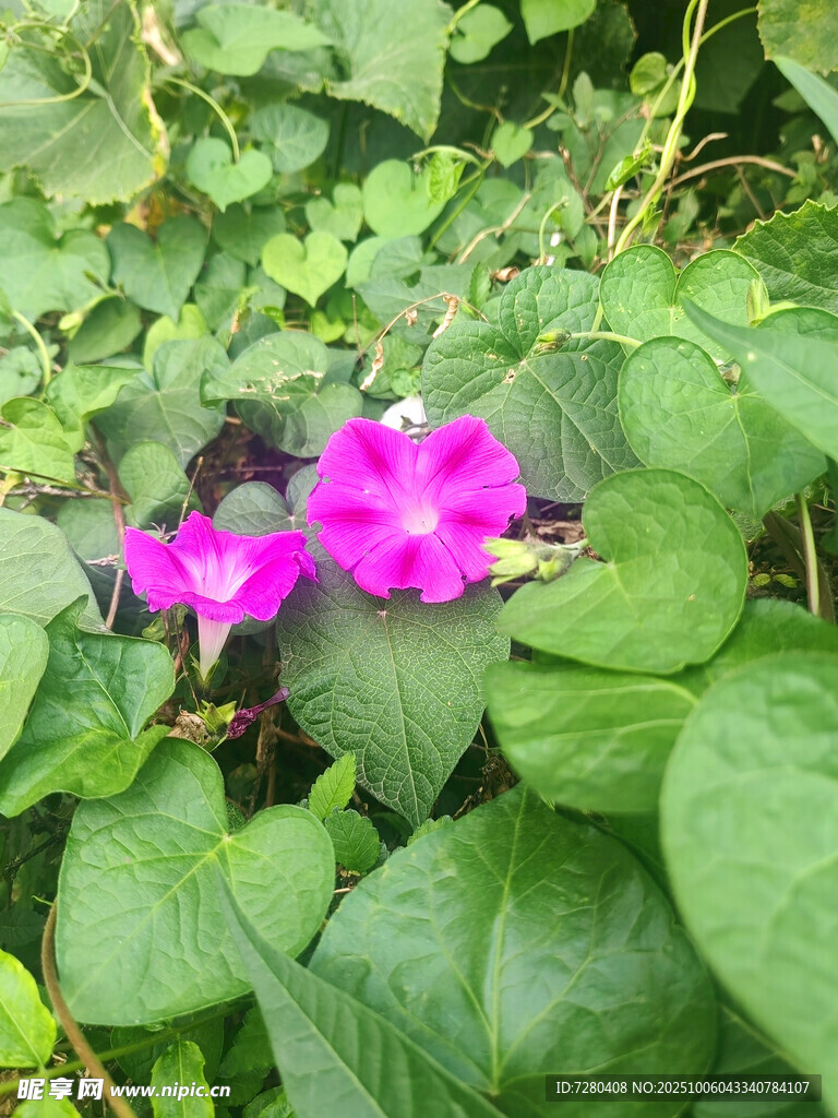 绿叶丛中两朵娇艳牵牛花