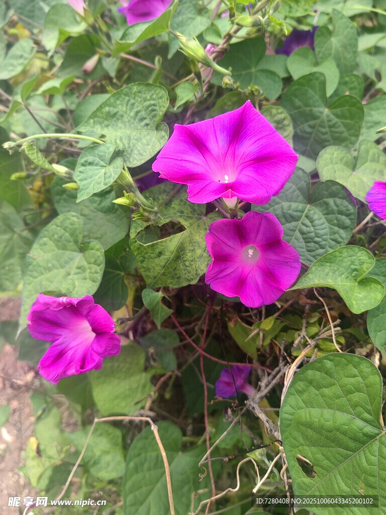 娇艳牵牛花绽放绿叶间
