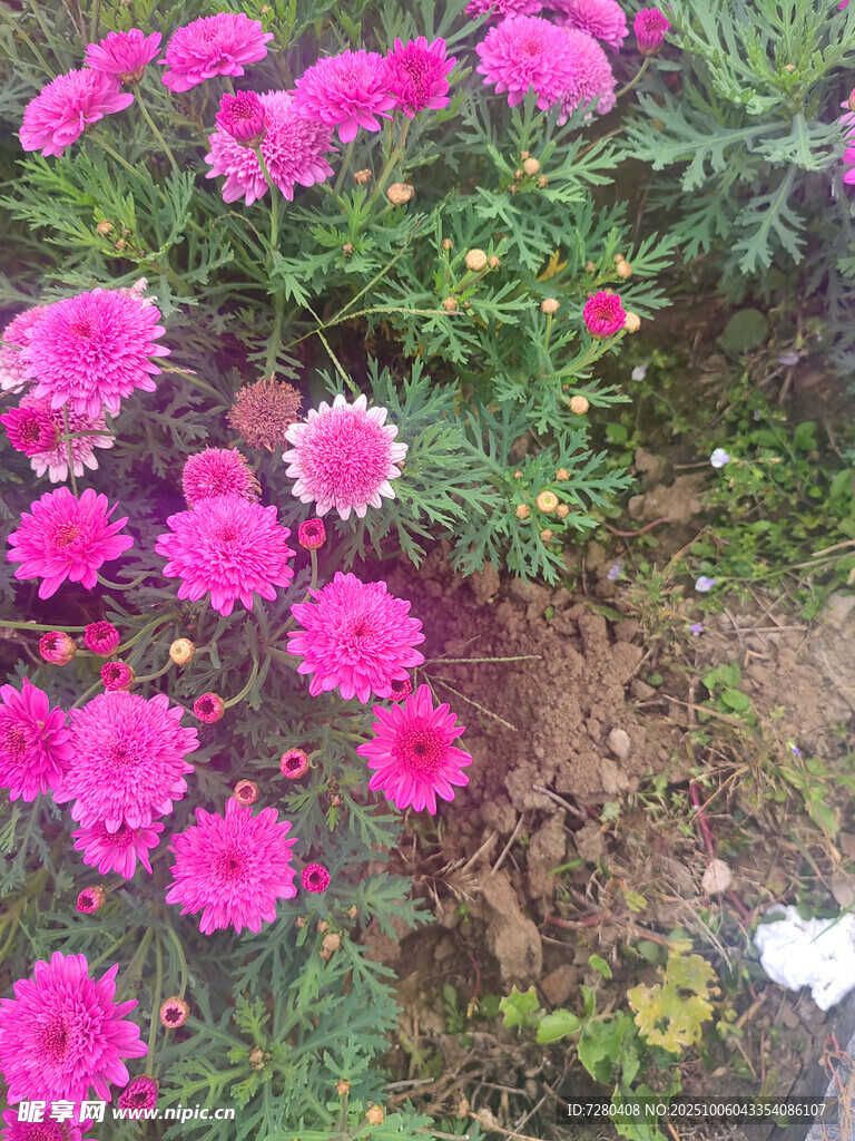 娇艳粉色花朵绽放