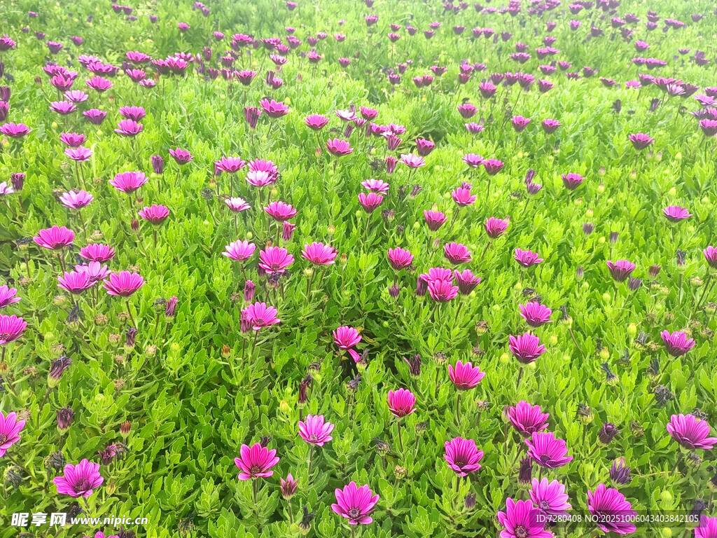 浪漫粉花盛开的绿色草地