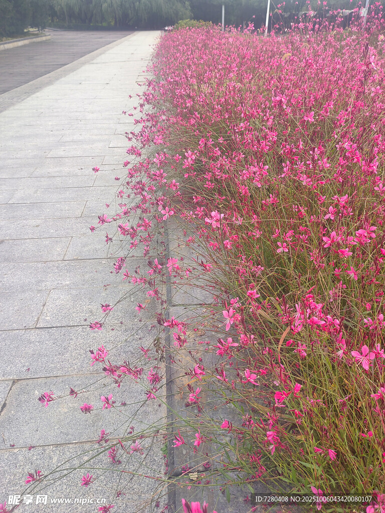 路边盛放的粉色烂漫小花