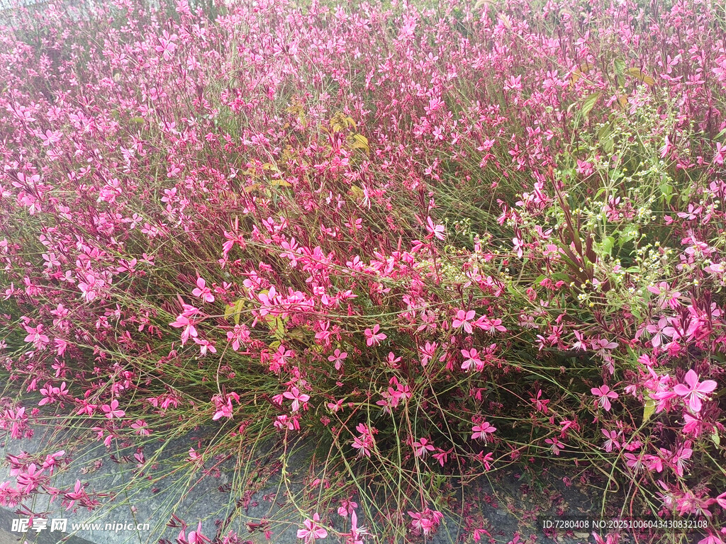 粉色繁茂花丛绽放