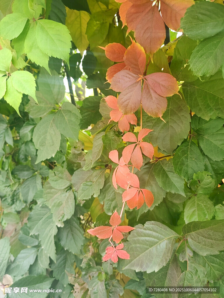 垂挂的多彩花叶植物