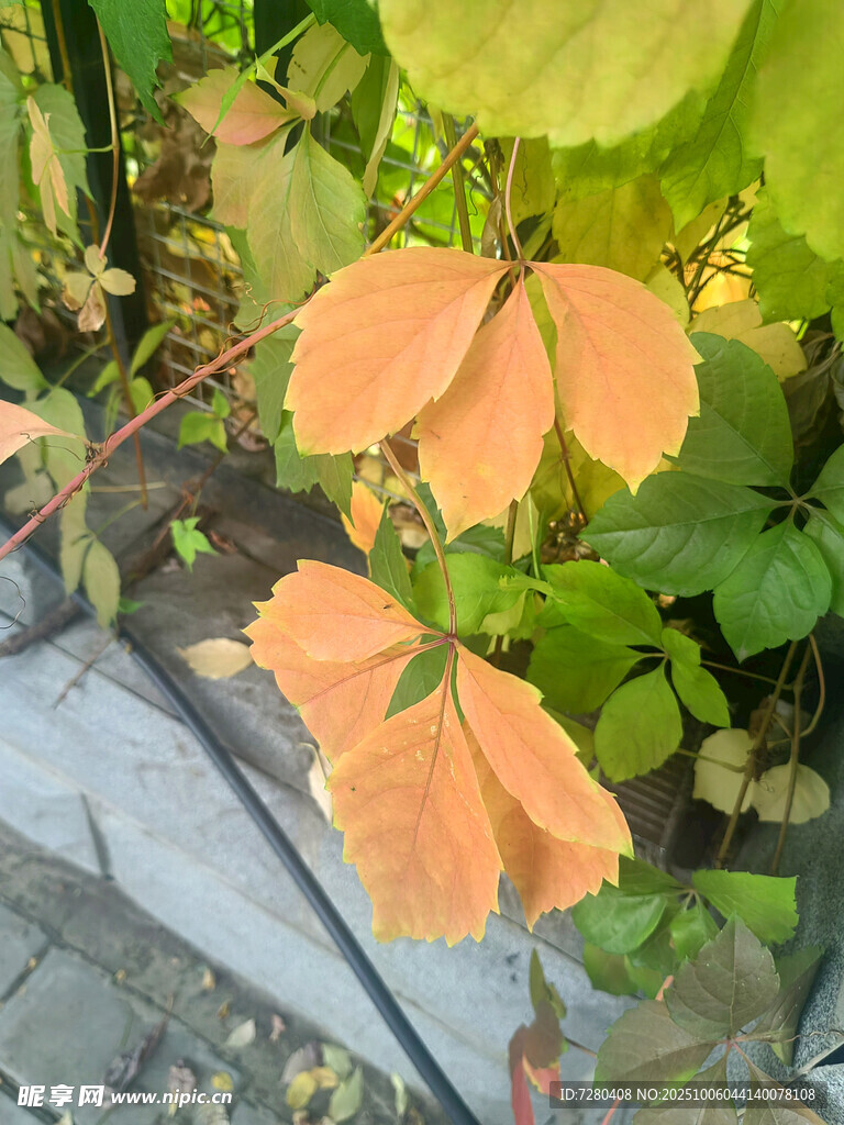 橙黄叶片于绿植间绽放