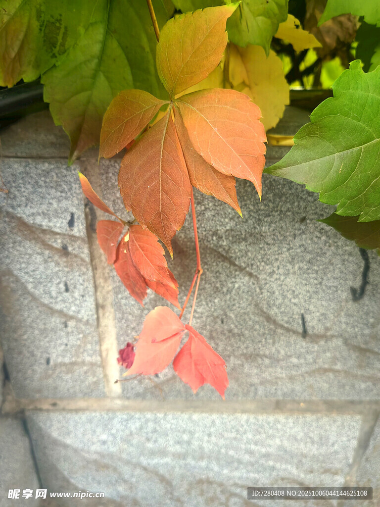 石墙上的多彩秋叶