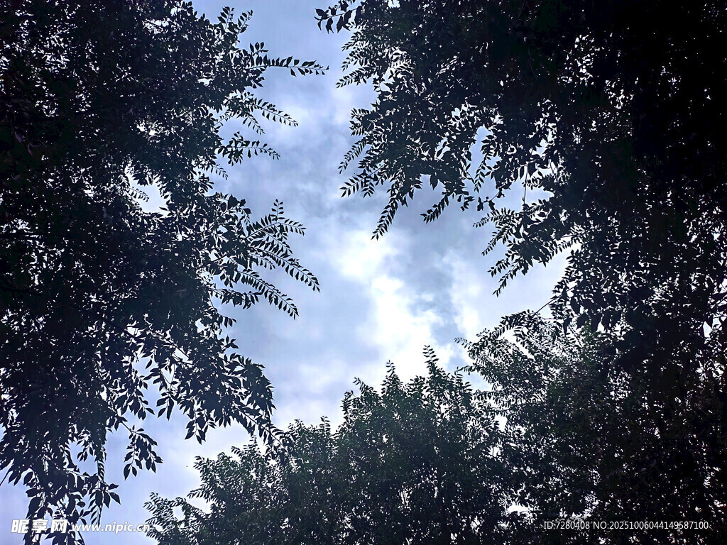 仰望树冠间的蓝天