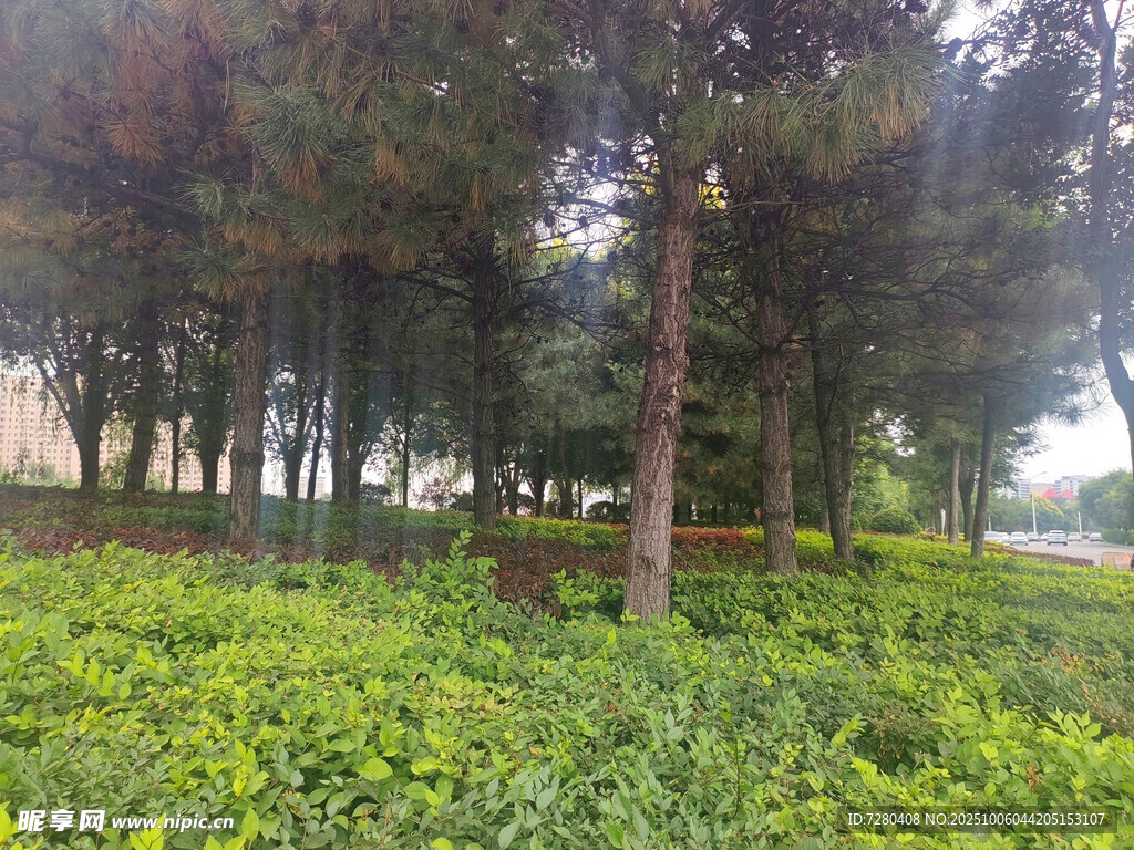 绿意盎然的林间绿植景观