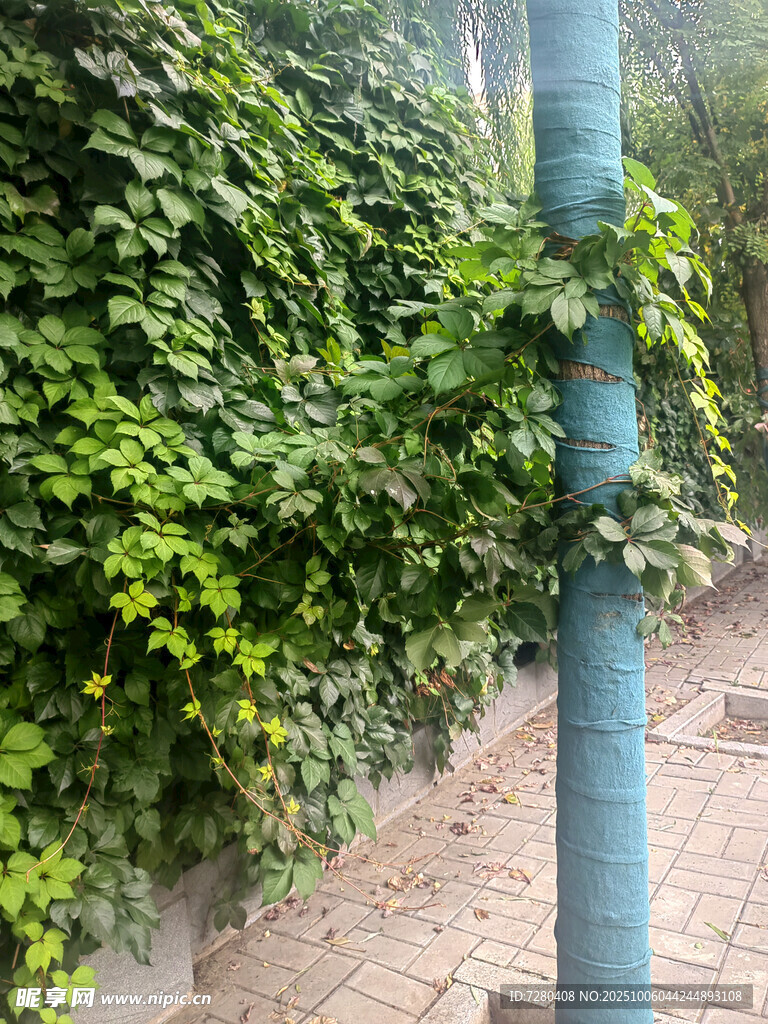 缠绕蓝杆的翠绿爬山虎
