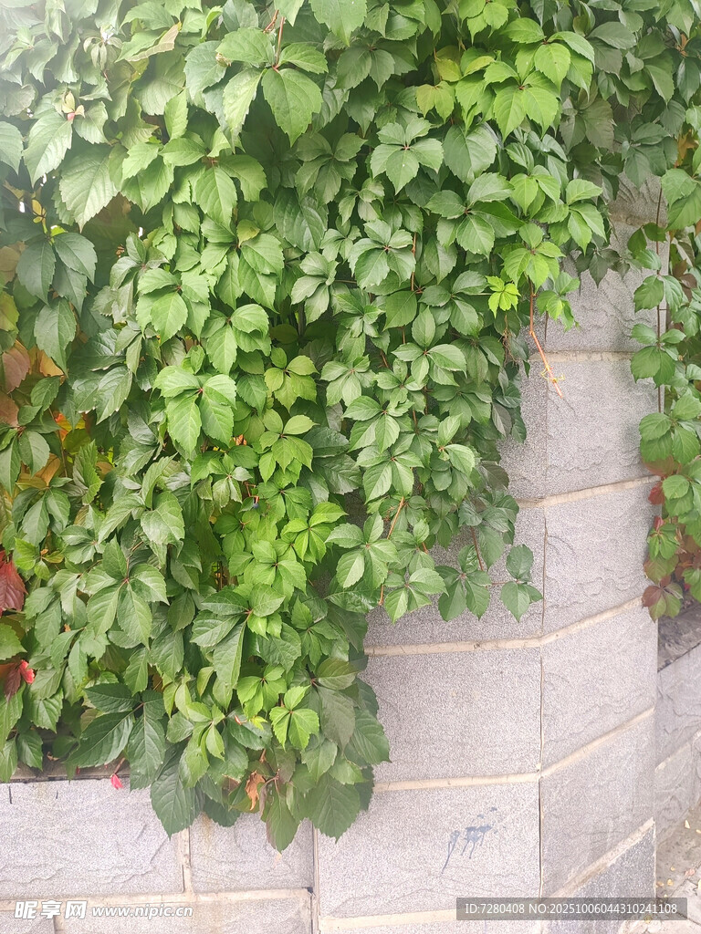砖墙绿植景观