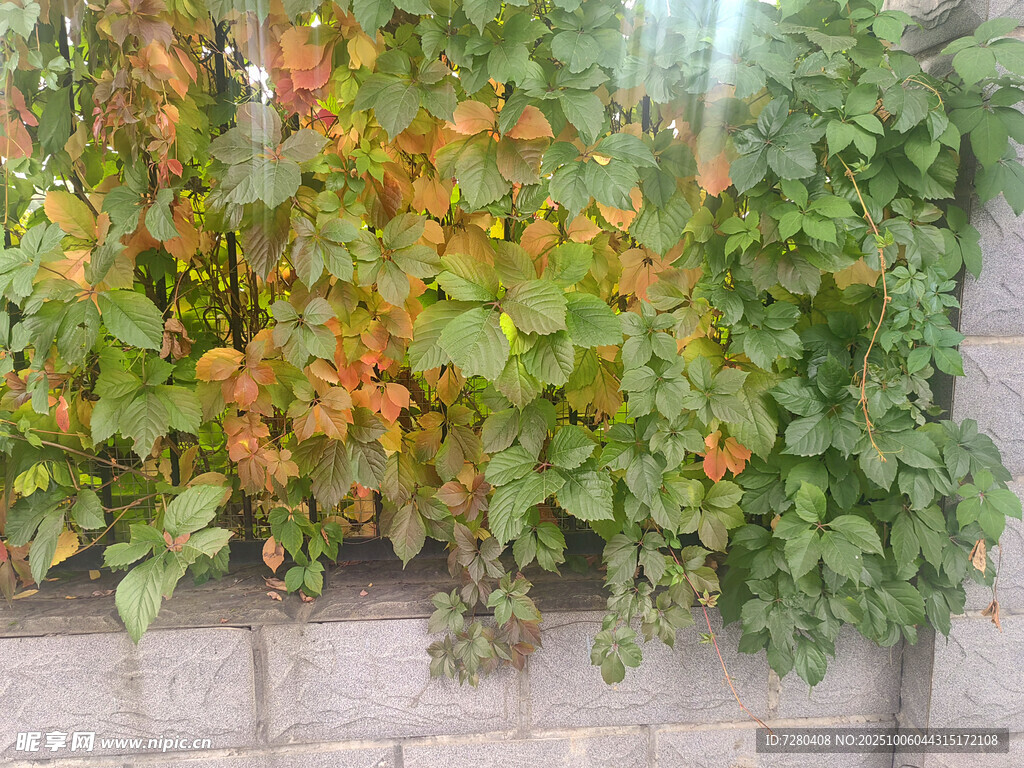 墙边繁茂的橙色花卉植物