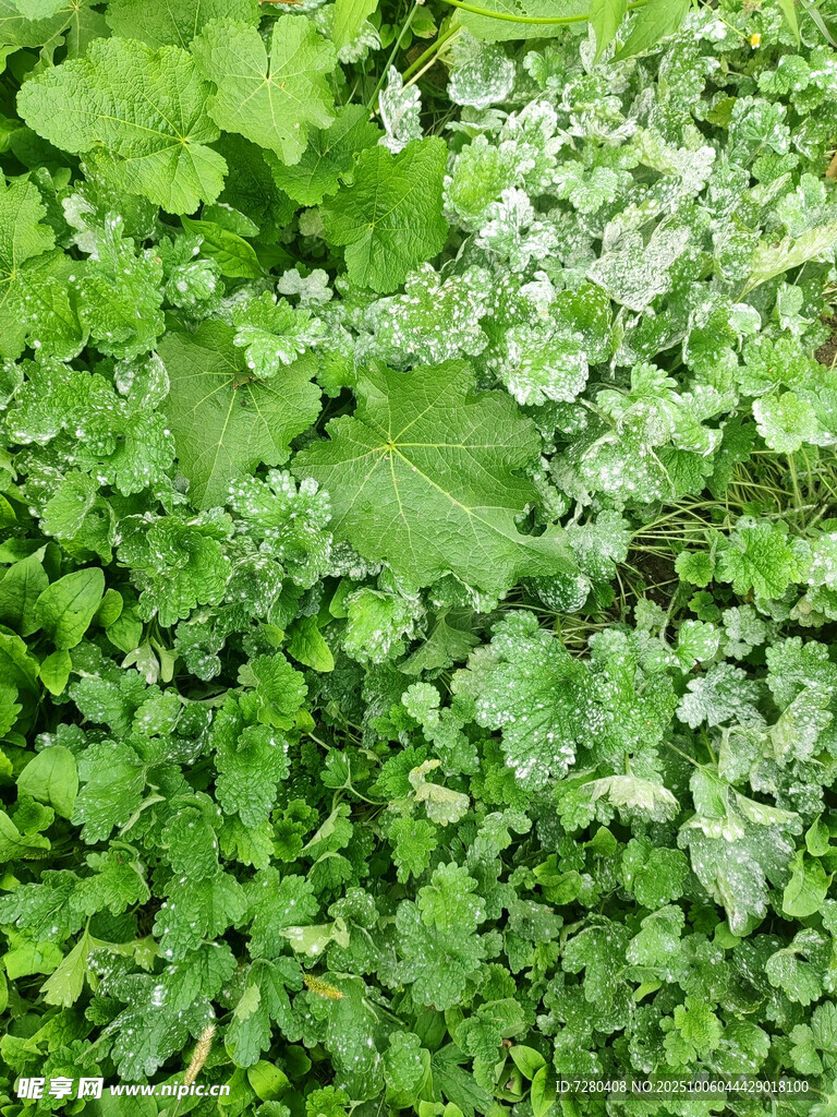 翠绿繁茂的植物景观