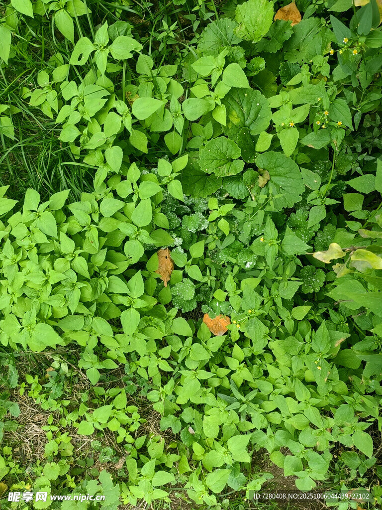 翠绿繁茂的植物景观