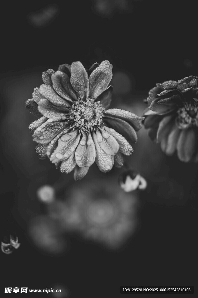 黑白花卉特写