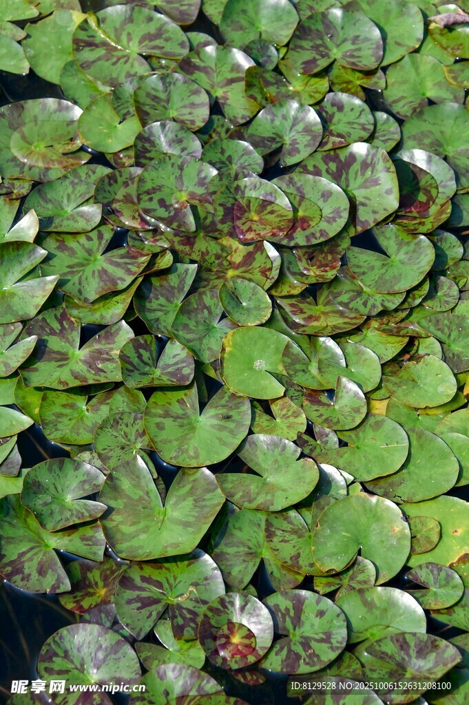水面上的绿色浮萍