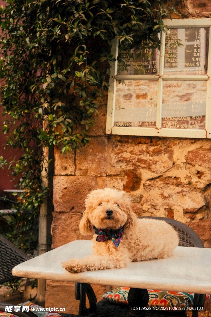 趴桌上的可爱金毛犬