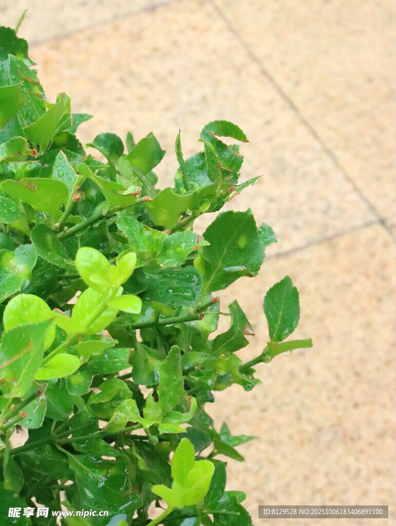 翠绿植物生机盎然