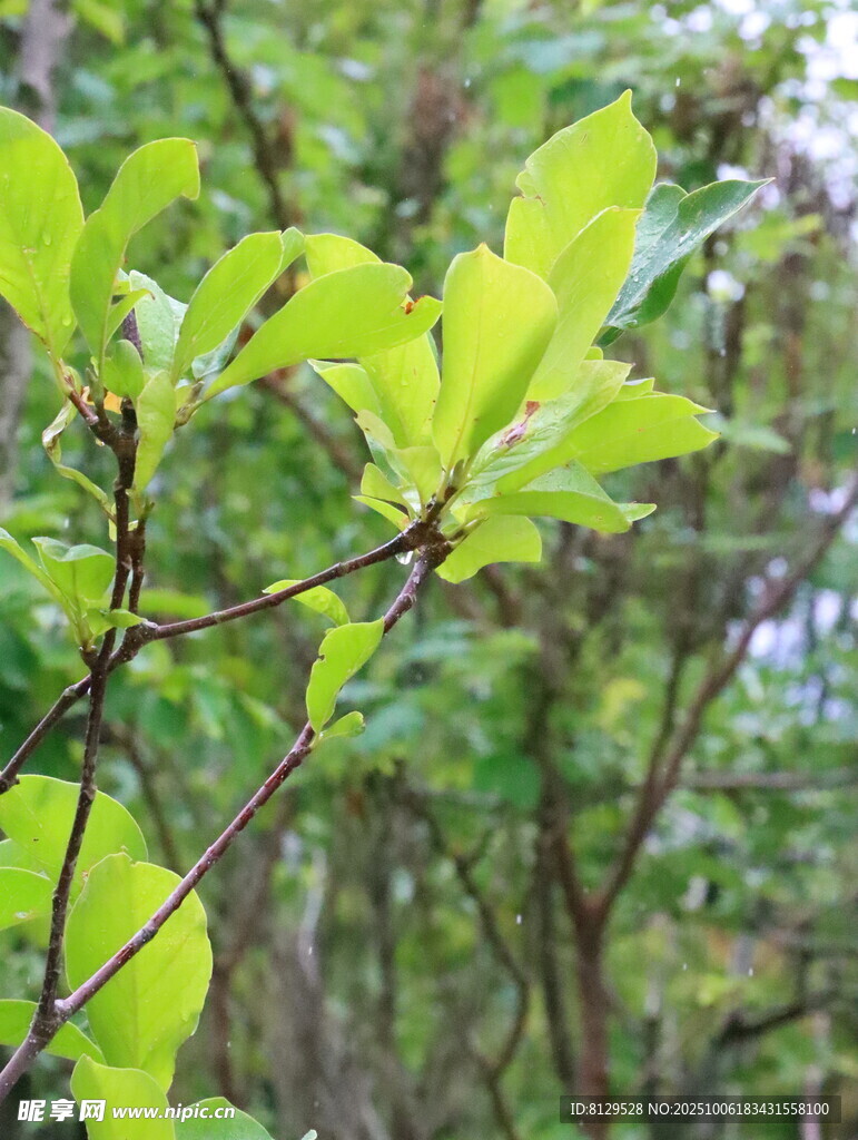嫩绿新叶的清新林间景象