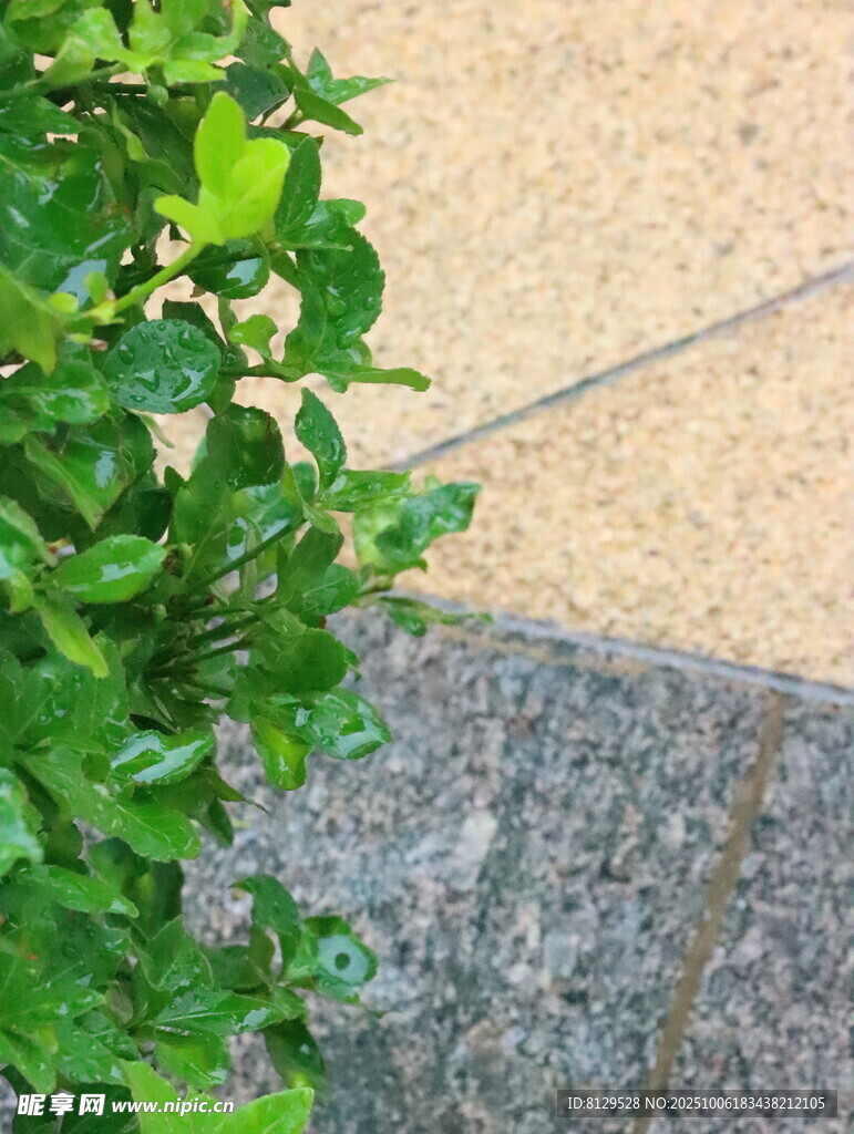 路边绿植与石板路景观