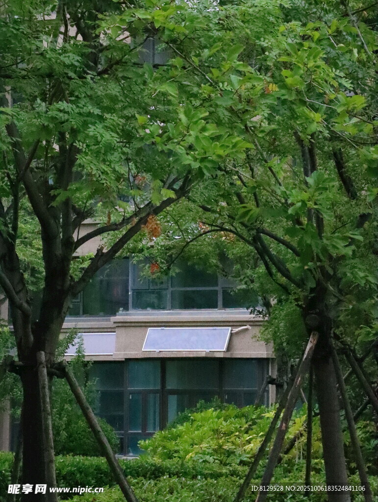 绿树环绕的静谧建筑