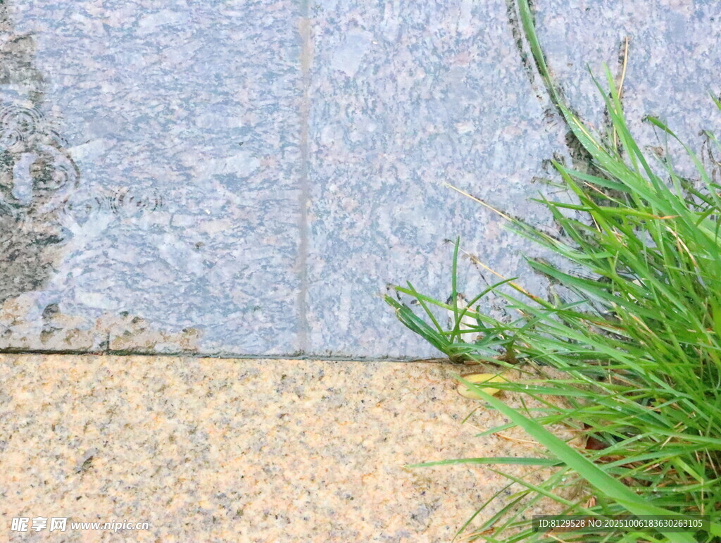 石板旁生长的翠绿野草
