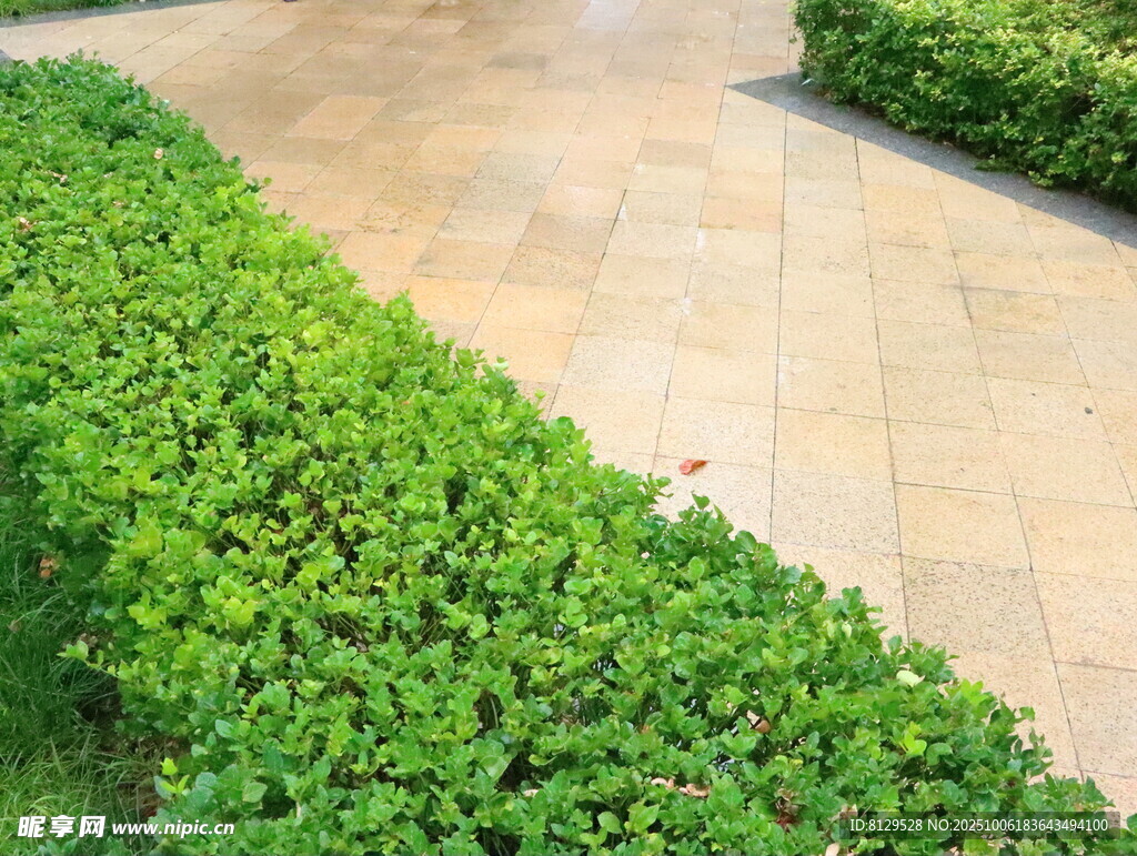 整齐绿植景观