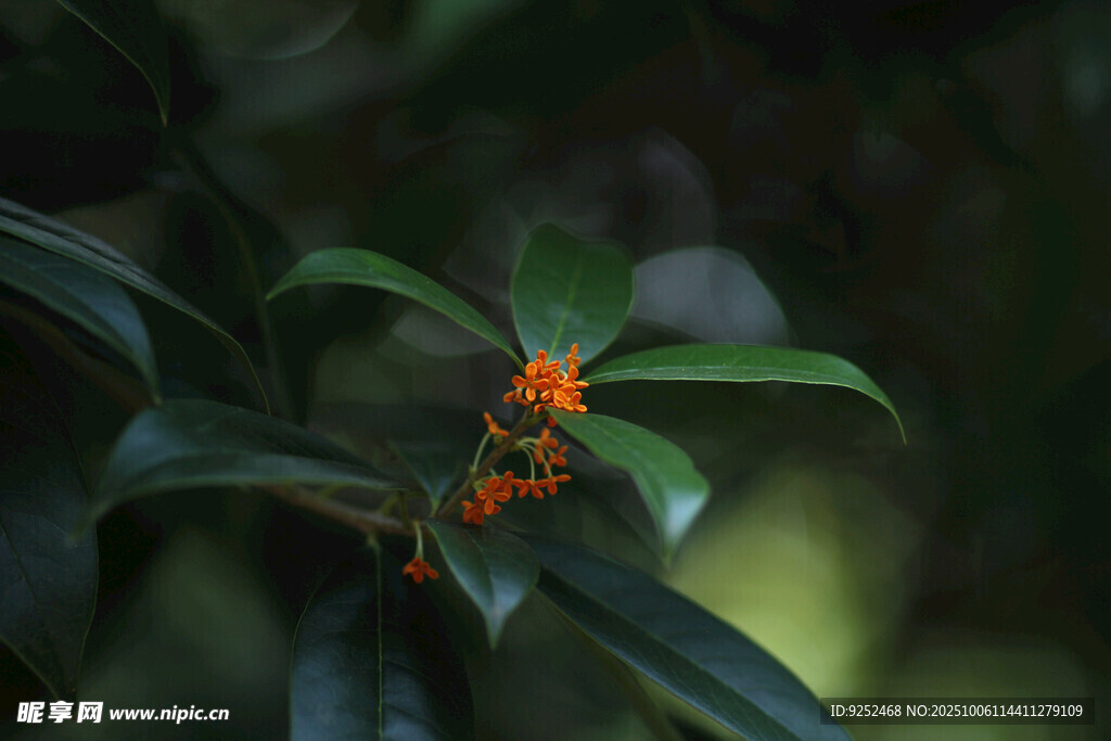 橙花 鲜艳