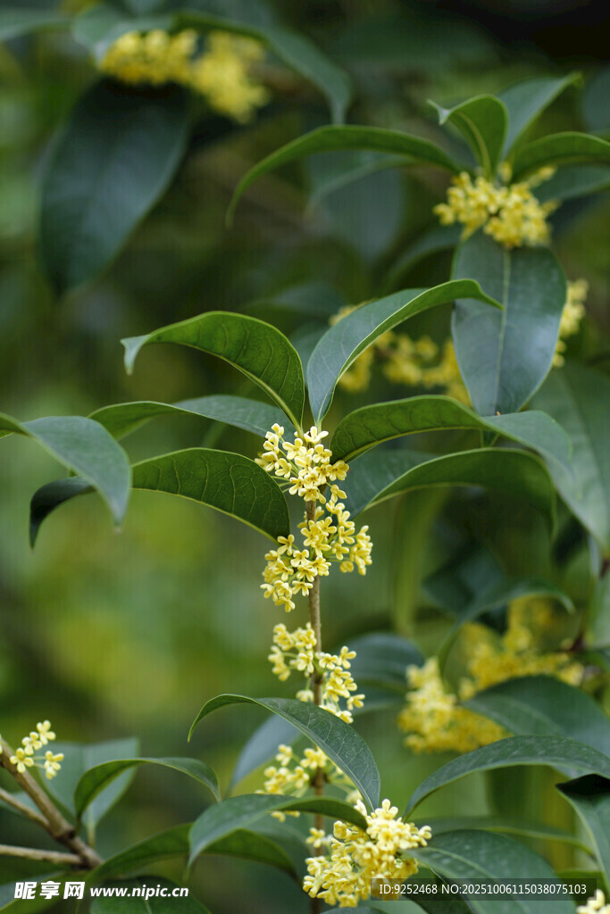 桂花 花朵