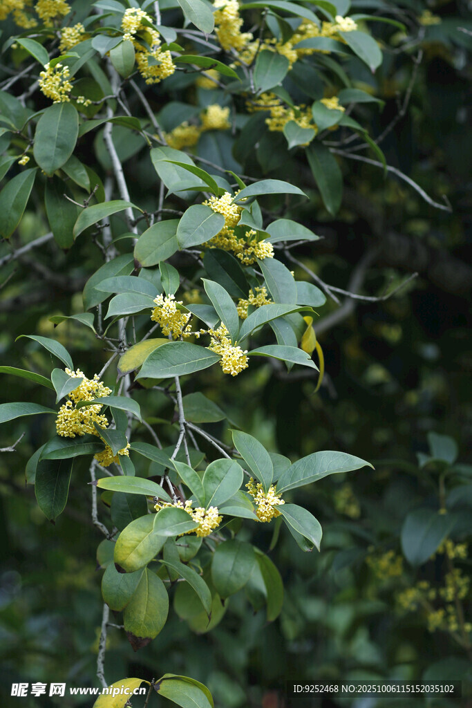 桂花枝 
