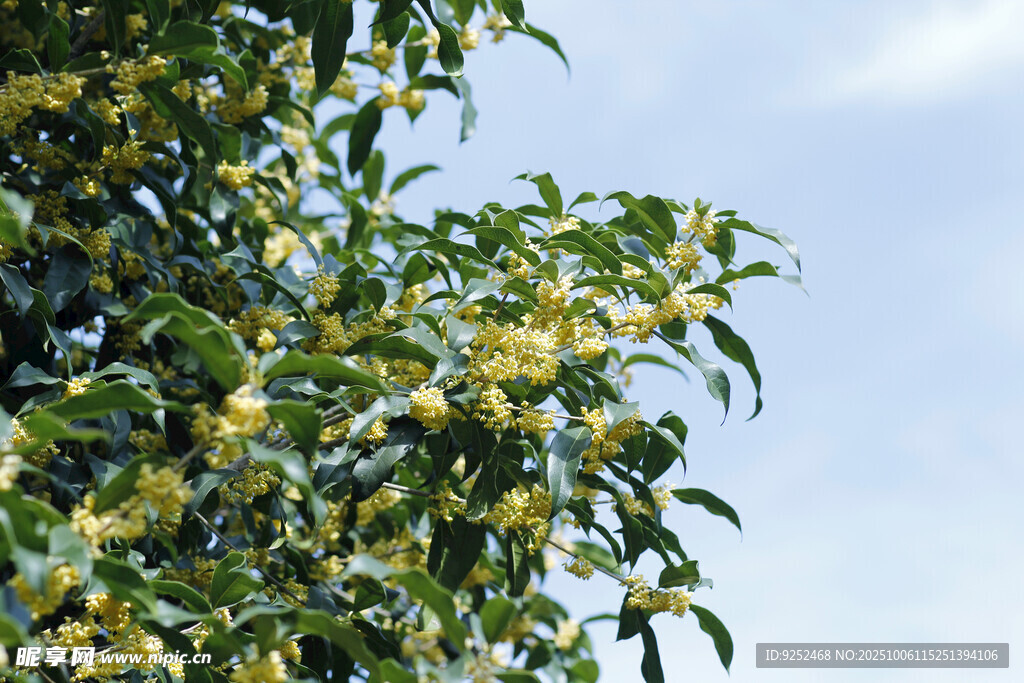 桂花 