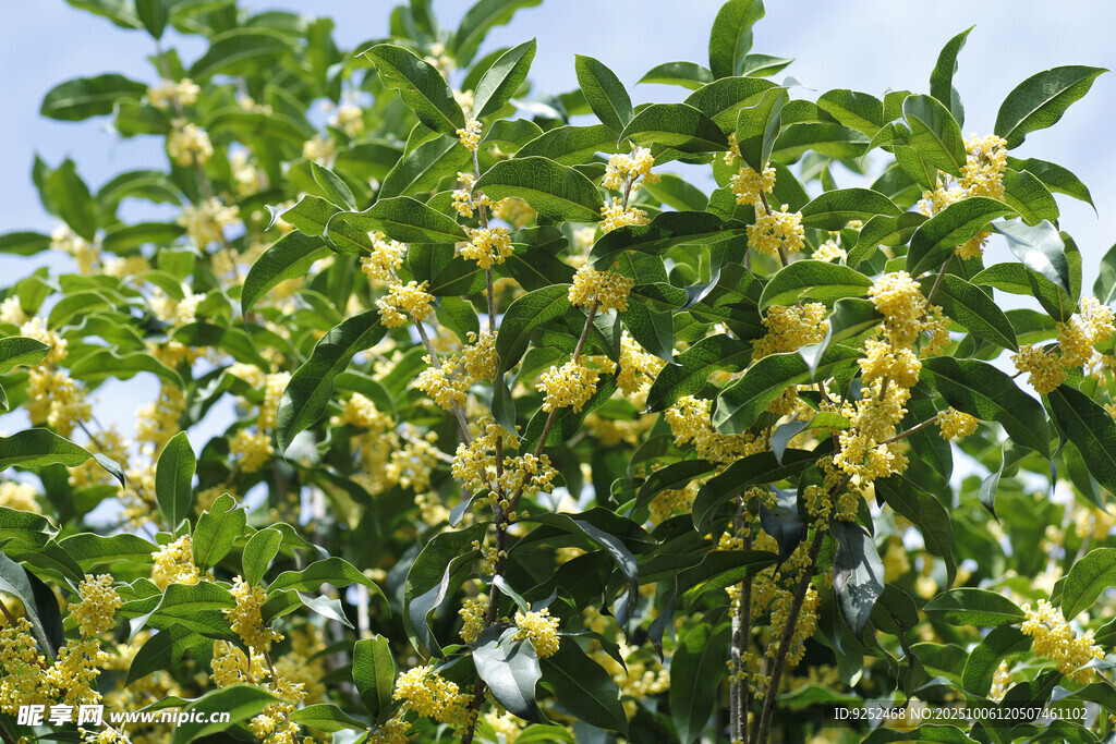 桂花林