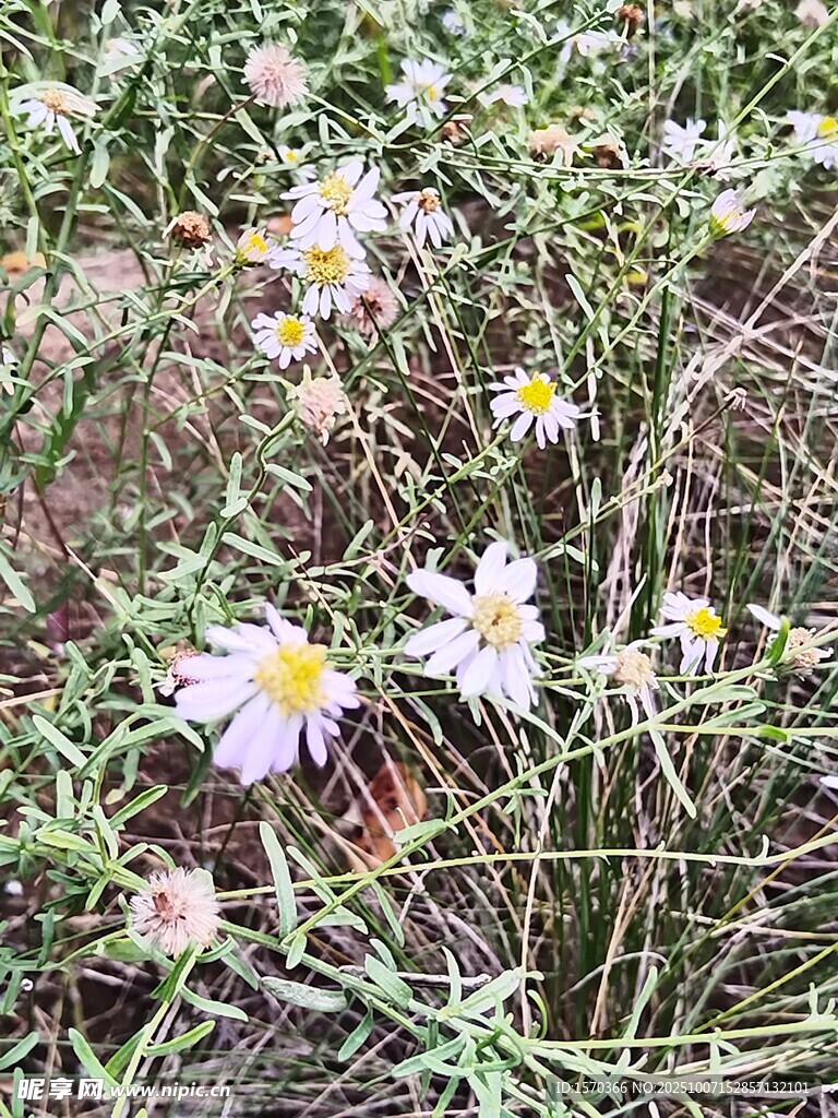 草丛中的清新小雏菊