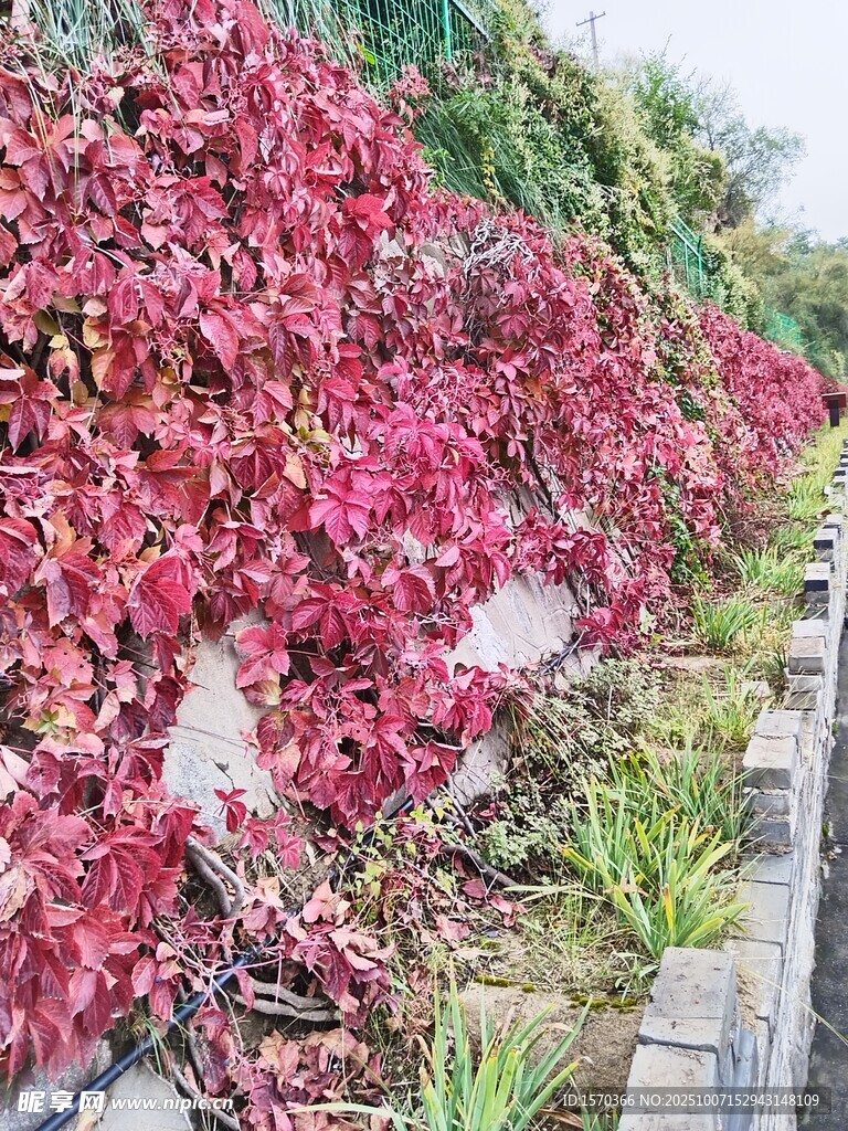 红叶攀附墙面景观