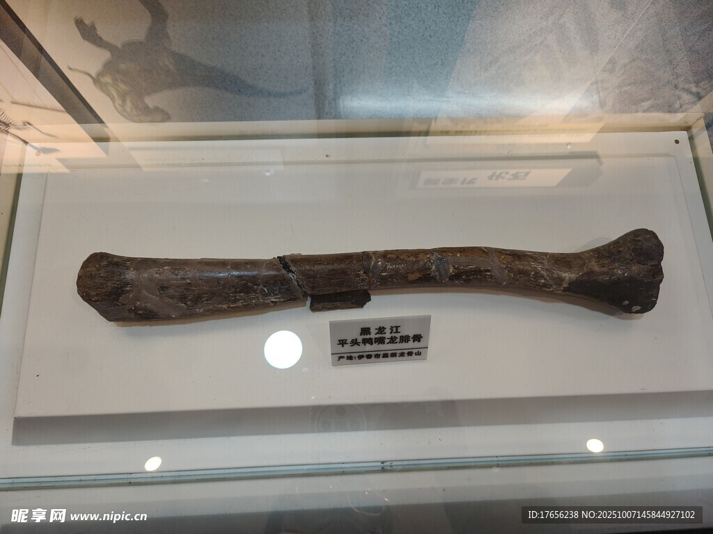 远古动物股骨化石展示