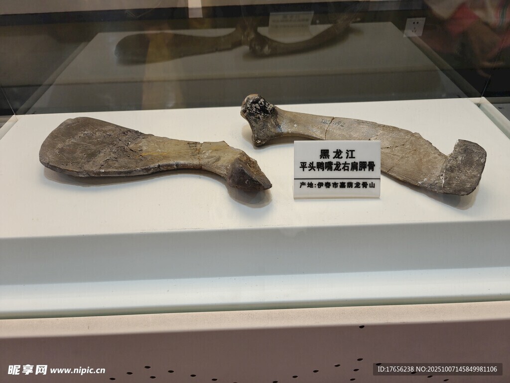 古代骨质工具展示