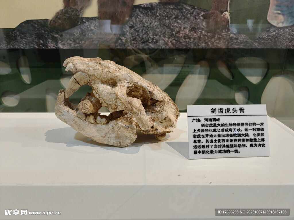 古代奇特骨骼展品