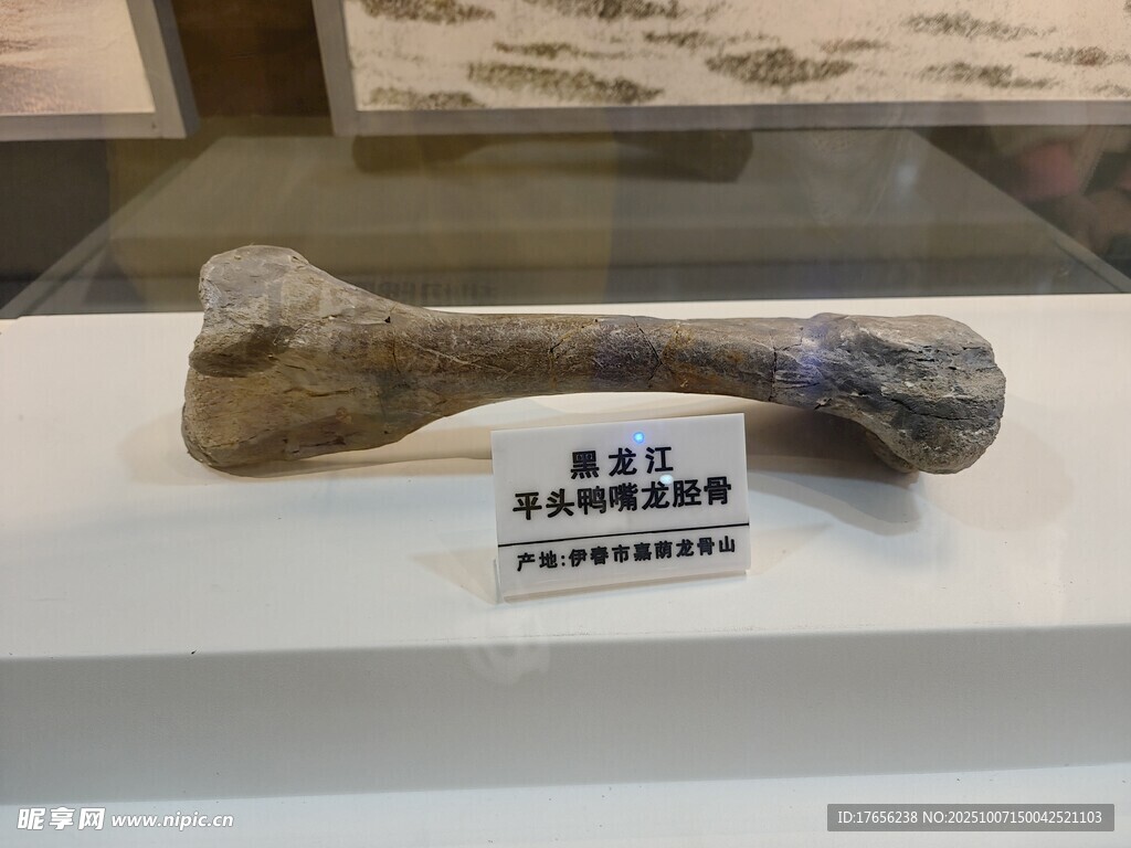远古动物骨骼化石展示