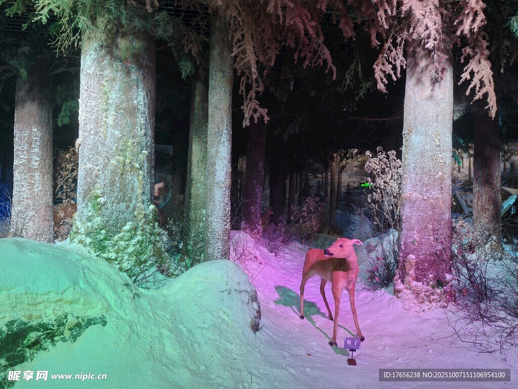 原始森林夜景