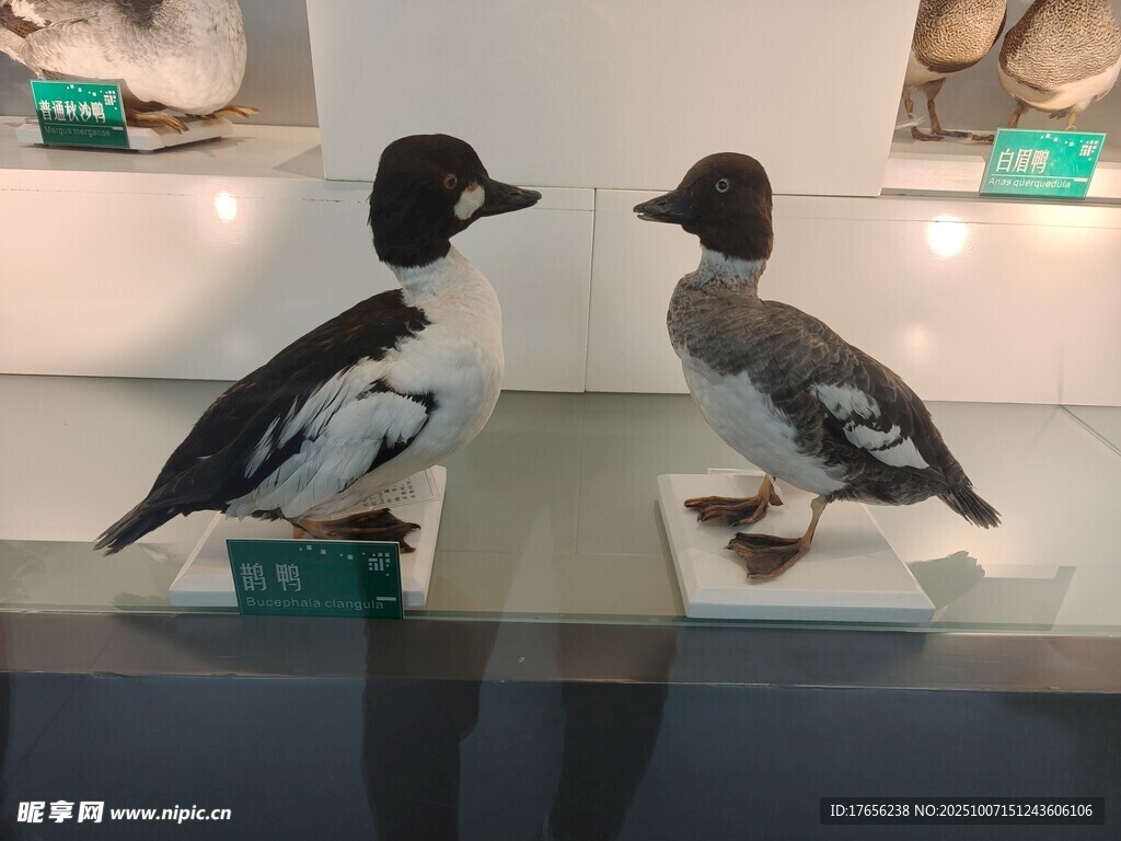两只展示的鸟类标本