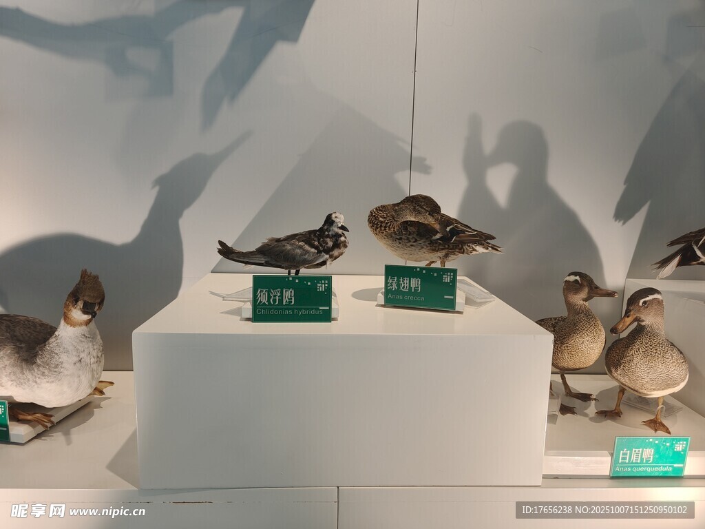 鸟类标本展示
