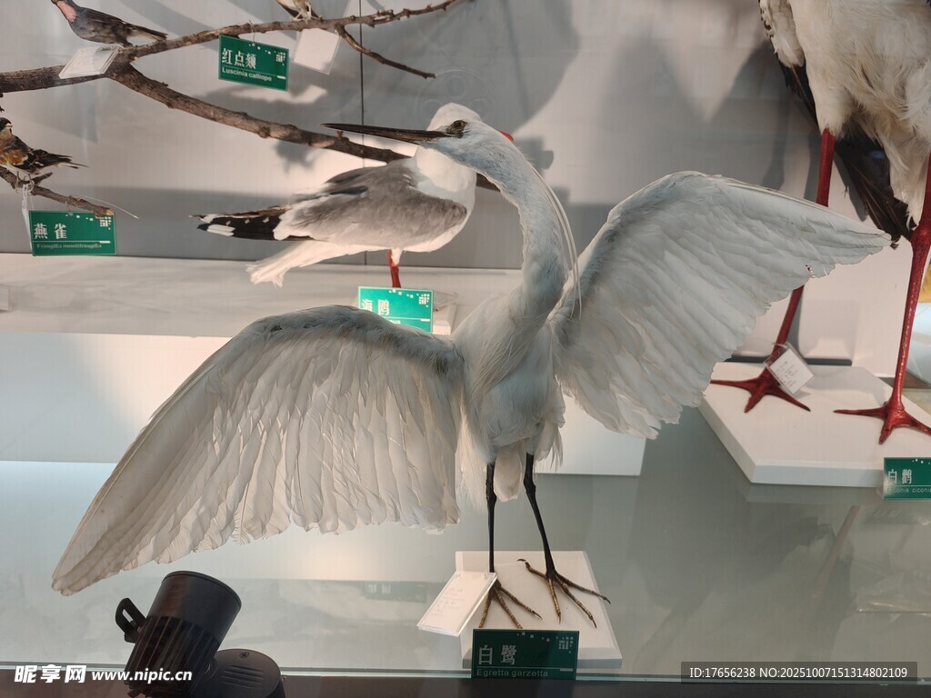 展翅白鸟标本展示