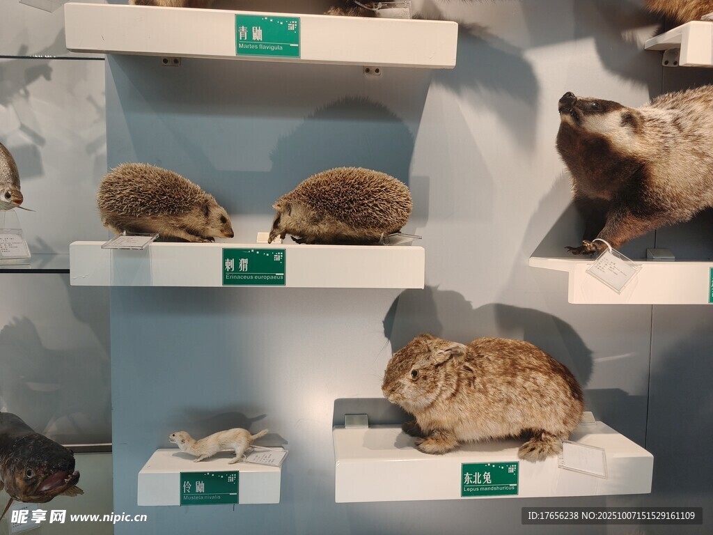 动物标本展示架上的标本