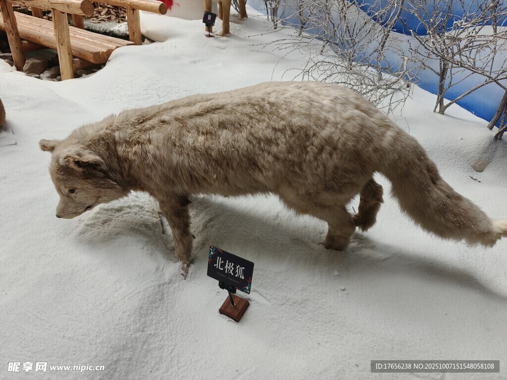 雪地中的狼标本展示