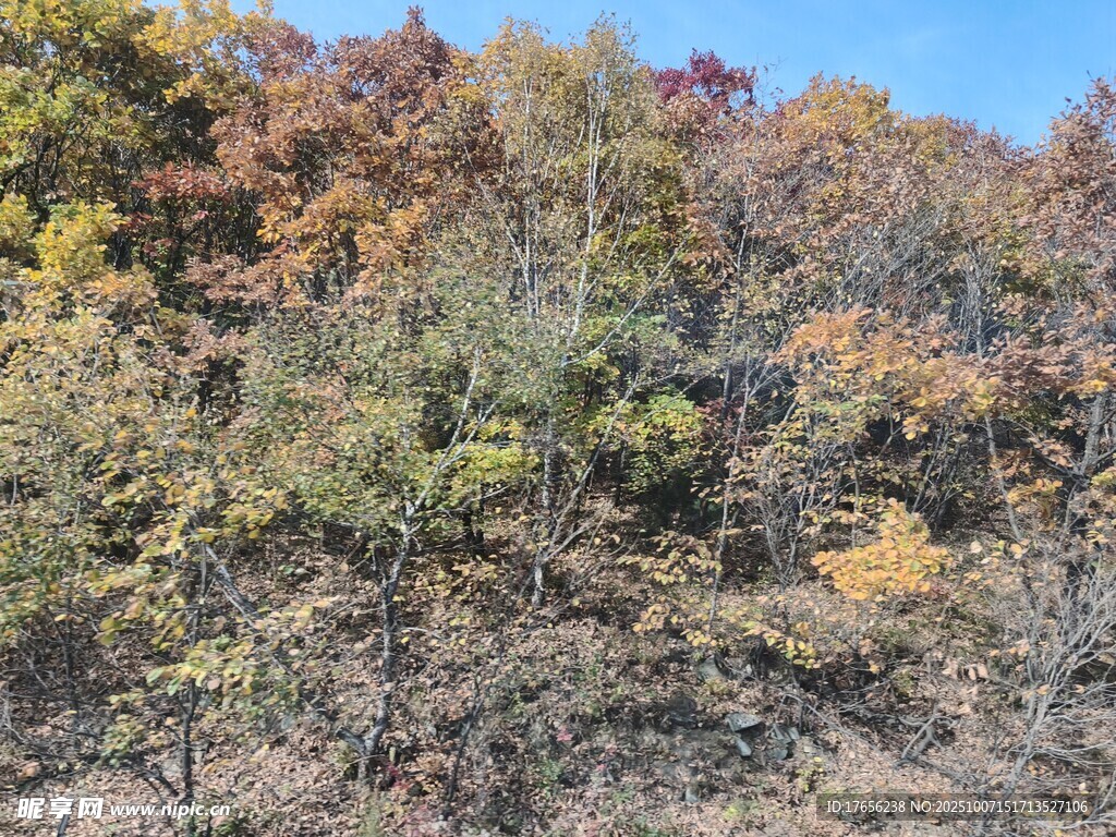 秋日山林斑斓景致