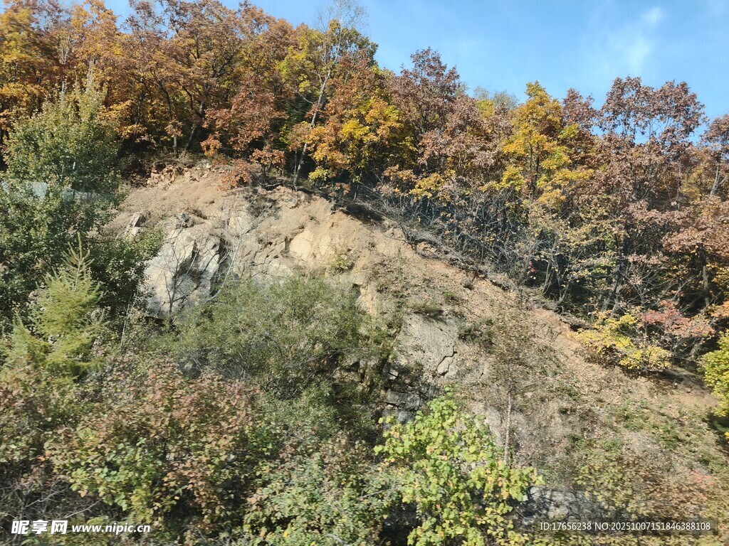 秋日山坡植被景观