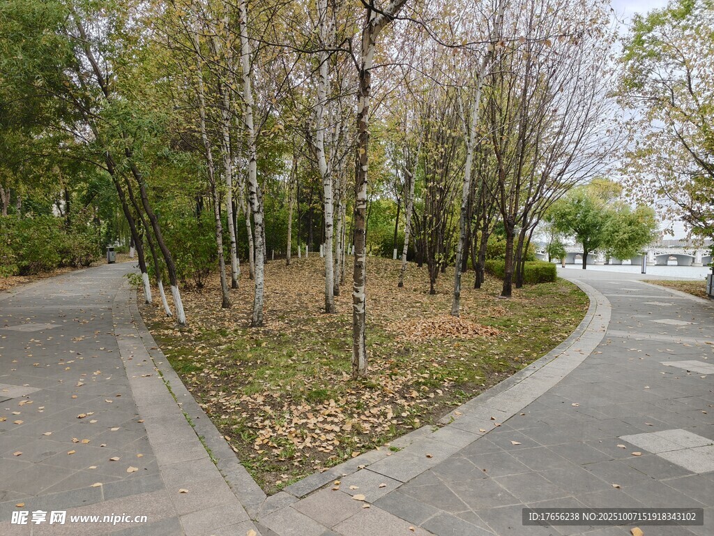 秋天城市林间分岔的幽静小路