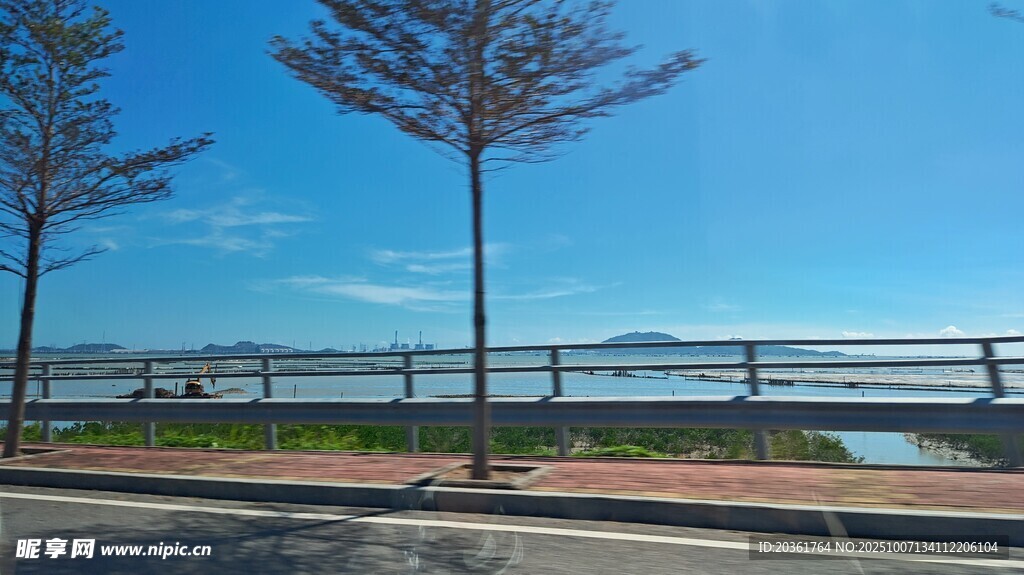 海边公路旁的挺拔树木