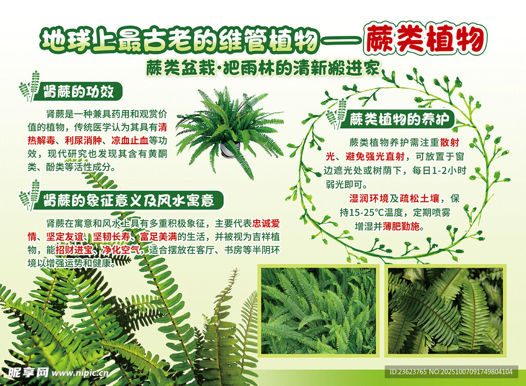 蕨类植物养护指南